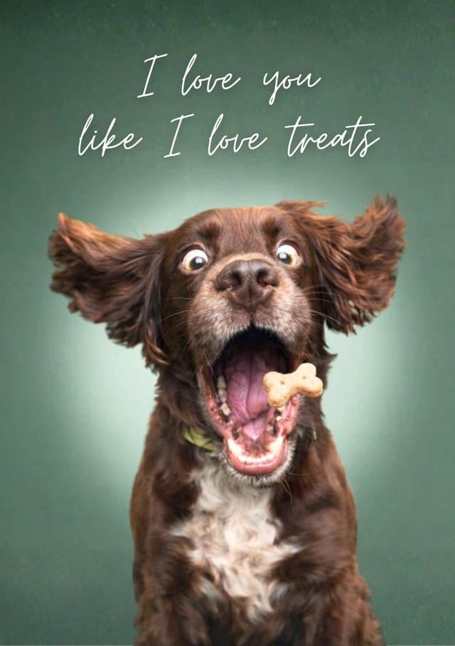 Treat loving pup day