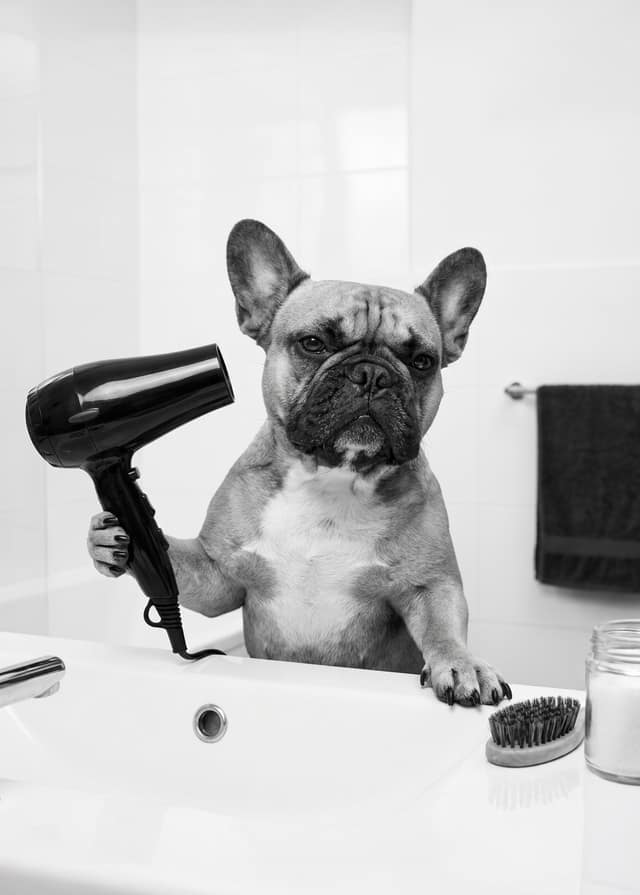 Bad Hair Day Pup